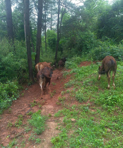 小众送妈妈的花有哪些花