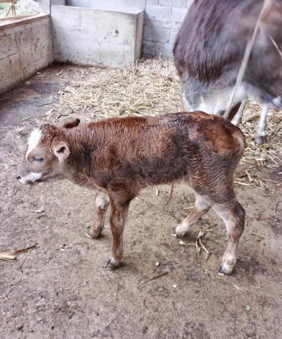 小众送妈妈的花有哪些花