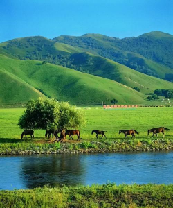 小众送妈妈的花有哪些花