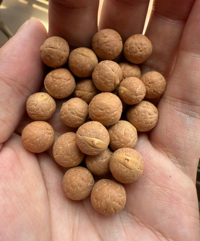 小众送妈妈的花有哪些花