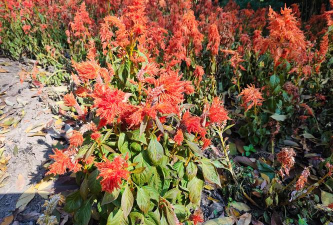 小众送妈妈的花有哪些花