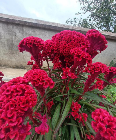 小众送妈妈的花有哪些花