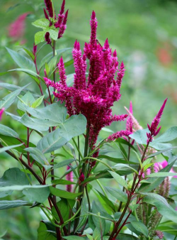 小众送妈妈的花有哪些花