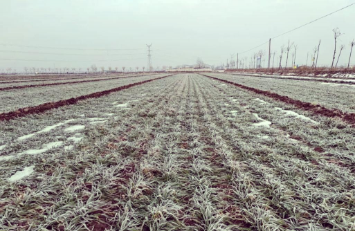 小众送妈妈的花有哪些花