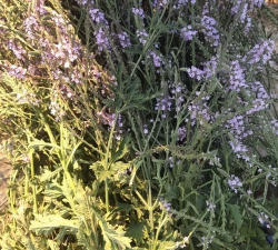 小众送妈妈的花有哪些花