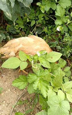 小众送妈妈的花有哪些花