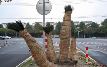小众送妈妈的花有哪些花