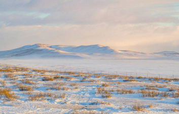 小众送妈妈的花有哪些花