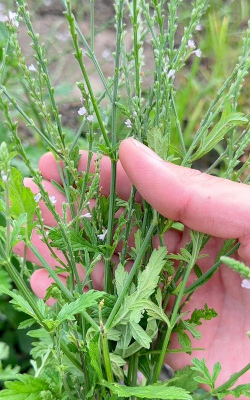 小众送妈妈的花有哪些花