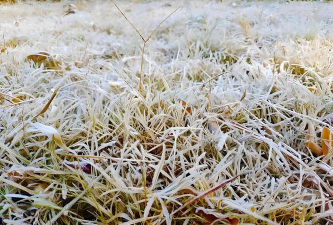 小众送妈妈的花有哪些花