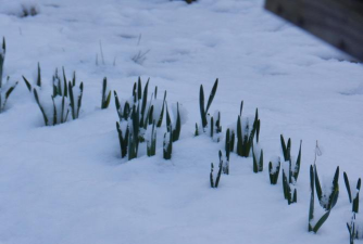 小众送妈妈的花有哪些花
