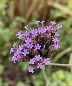 冬天的柳叶马鞭草