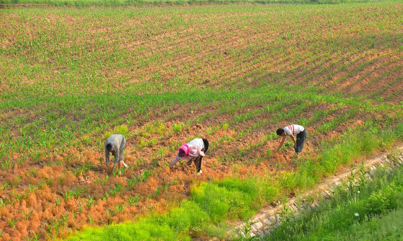 小众送妈妈的花有哪些花