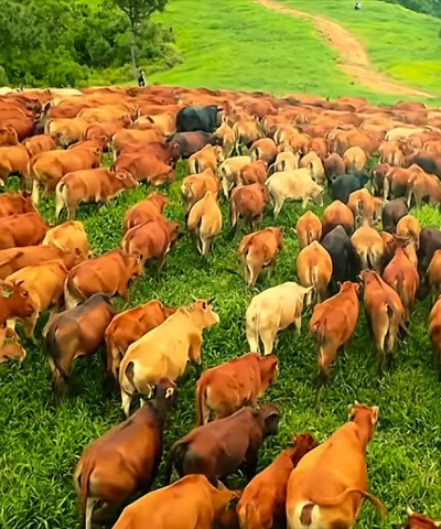 小众送妈妈的花有哪些花