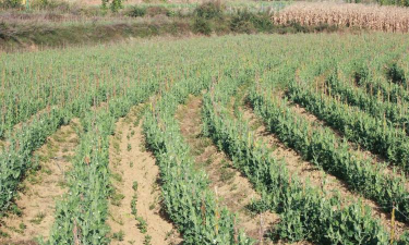 小众送妈妈的花有哪些花