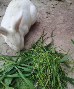 小众送妈妈的花有哪些花