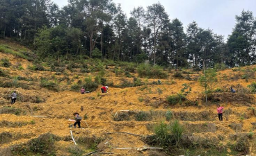 小众送妈妈的花有哪些花