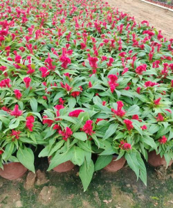 小众送妈妈的花有哪些花