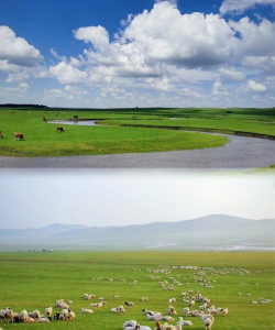 小众送妈妈的花有哪些花