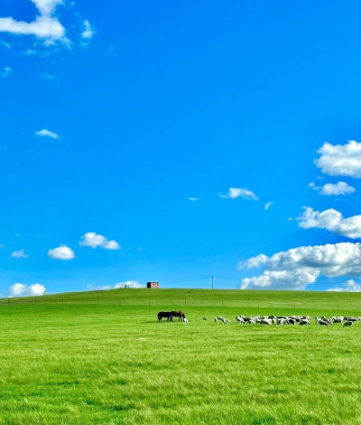 小众送妈妈的花有哪些花