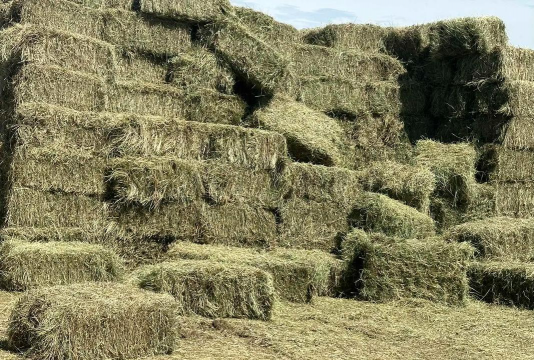 小众送妈妈的花有哪些花