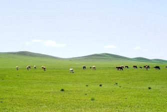 小众送妈妈的花有哪些花