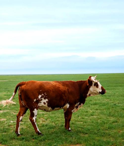 小众送妈妈的花有哪些花