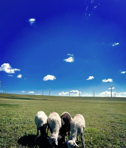 小众送妈妈的花有哪些花