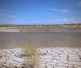 小众送妈妈的花有哪些花