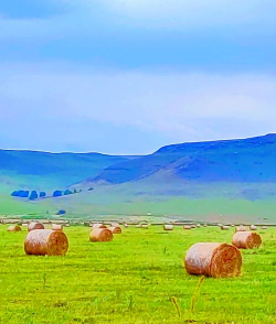 内蒙古草原草的品种