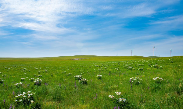 小众送妈妈的花有哪些花