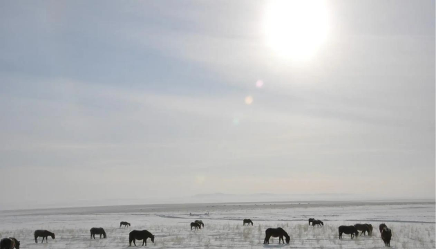 小众送妈妈的花有哪些花