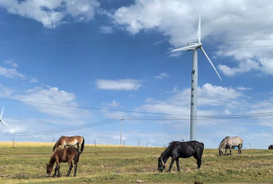 小众送妈妈的花有哪些花