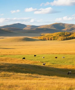 小众送妈妈的花有哪些花