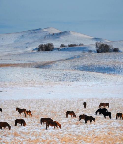 小众送妈妈的花有哪些花