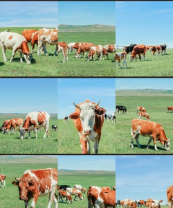 小众送妈妈的花有哪些花