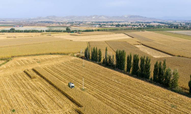 小众送妈妈的花有哪些花