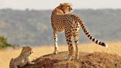 小众送妈妈的花有哪些花