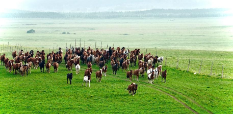 小众送妈妈的花有哪些花