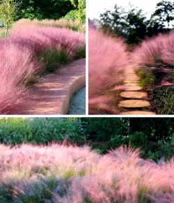 小众送妈妈的花有哪些花