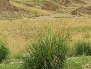 小众送妈妈的花有哪些花