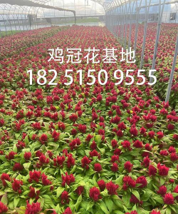 小众送妈妈的花有哪些花