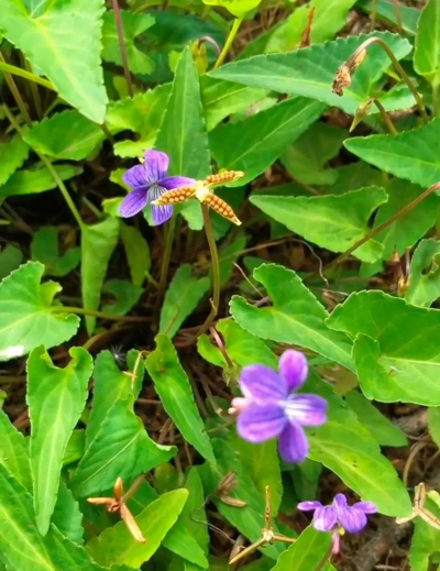 小众送妈妈的花有哪些花