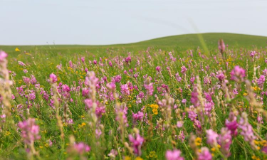 小众送妈妈的花有哪些花