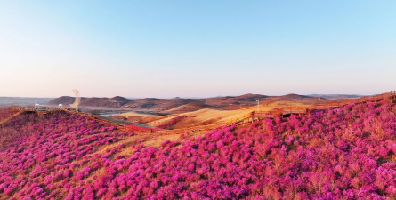 小众送妈妈的花有哪些花