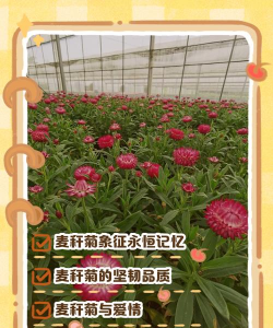 小众送妈妈的花有哪些花