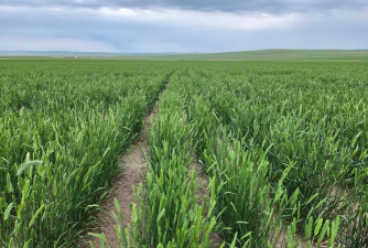 内蒙古冬天适合种什么农作物