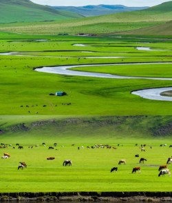 内蒙古典型草原种类