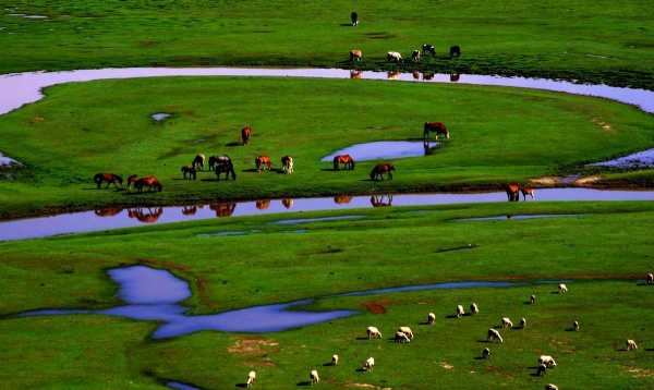 小众送妈妈的花有哪些花