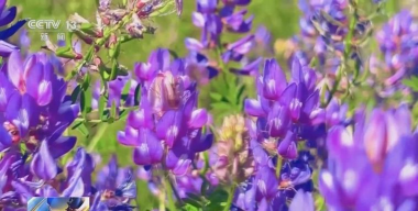 小众送妈妈的花有哪些花